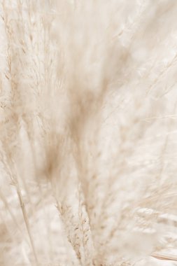 Rustik sonbahar alan