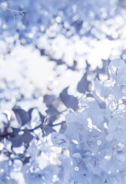 Composición floral azul — Foto de Stock