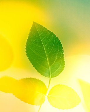 Yeşil enerji gelecek mi