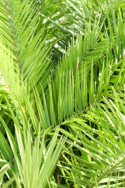 Palmiye yaprakları yaz