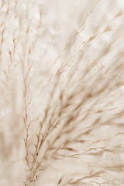 Rustik sonbahar alan