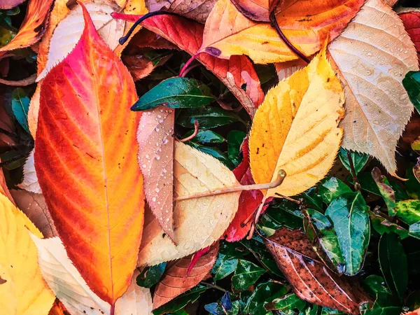 Folhas e árvores de outono, fundo da natureza — Fotografia de Stock