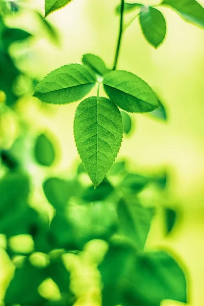 A melhor época para plantar uma árvore é agora — Fotografia de Stock