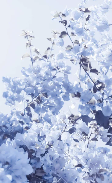 Синій Квіткові композиції — стокове фото