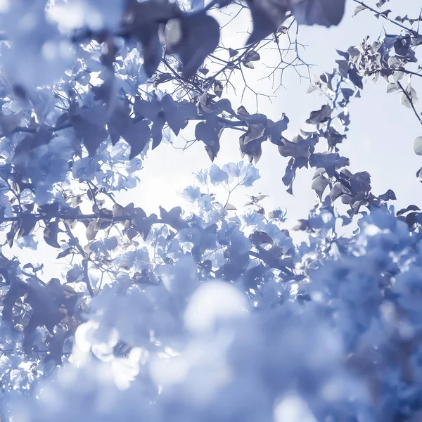 Composizione floreale blu — Foto Stock