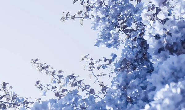 Blå blommig sammansättning — Stockfoto