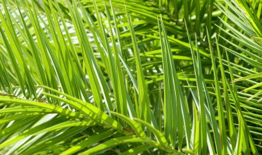 Palmiye yaprakları yaz