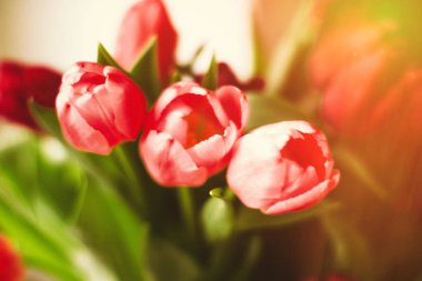 Günün çiçekler ile aydınlatmak