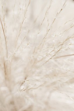 Rustik sonbahar alan