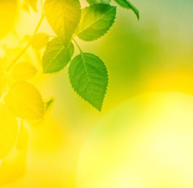 Yeşil enerji gelecek mi