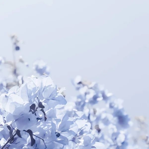 Composizione floreale blu — Foto Stock