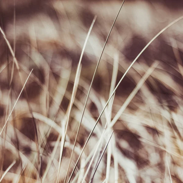 Rustic summer field — Stock Photo, Image