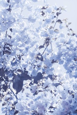 Mavi çiçek kompozisyon