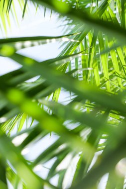 Palmiye yaprakları yaz