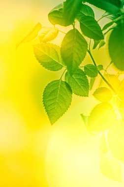 Yeşil enerji gelecek mi