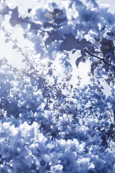 Blå blommig sammansättning — Stockfoto