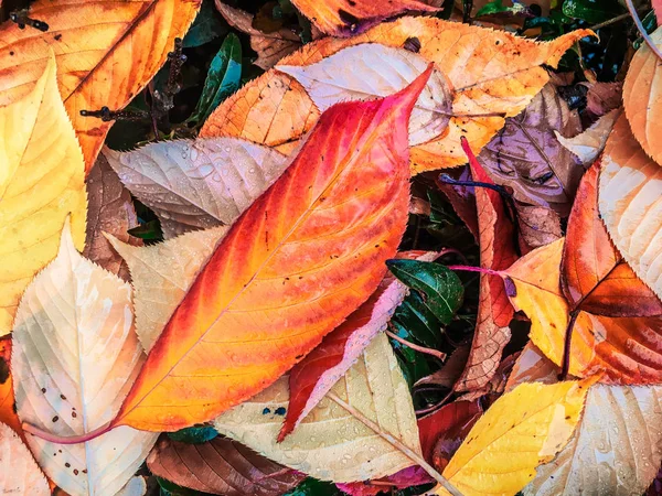 Folhas e árvores de outono, fundo da natureza — Fotografia de Stock