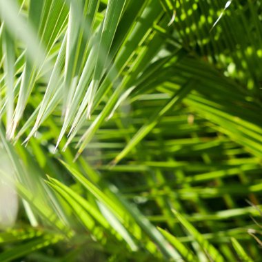 Palmiye yaprakları yaz