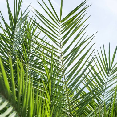 Palmiye yaprakları yaz