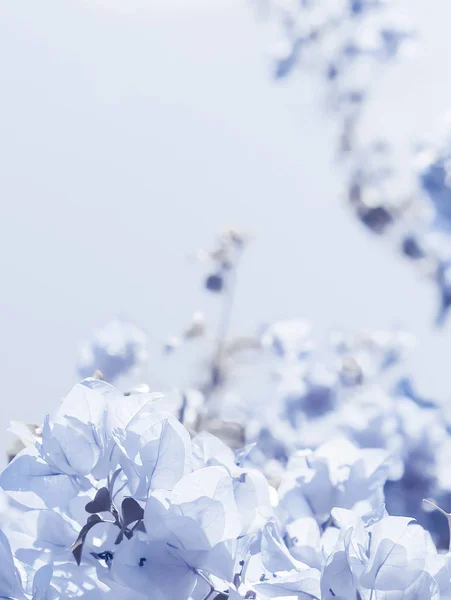 블루 꽃 조성 — 스톡 사진