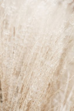 Rustik sonbahar alan