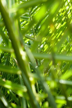 Palmiye yaprakları yaz