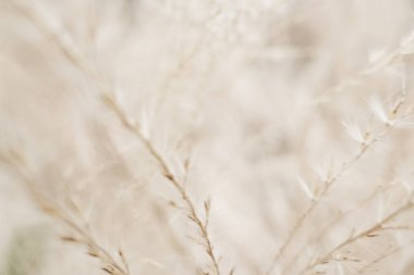 Rustik sonbahar alan