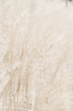 Rustik sonbahar alan