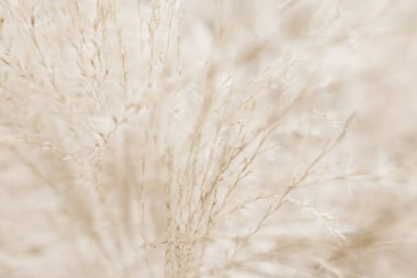 Rustik sonbahar alan