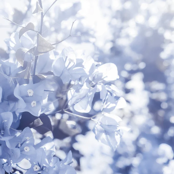 Composizione floreale blu — Foto Stock