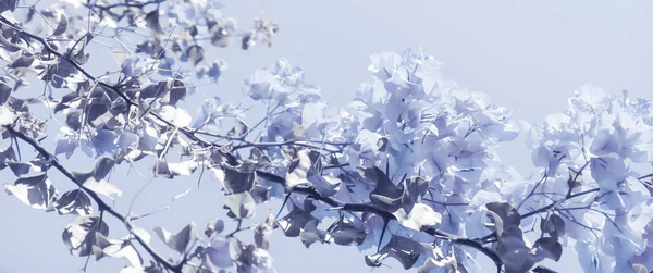 Μπλε floral σύνθεσή — Φωτογραφία Αρχείου