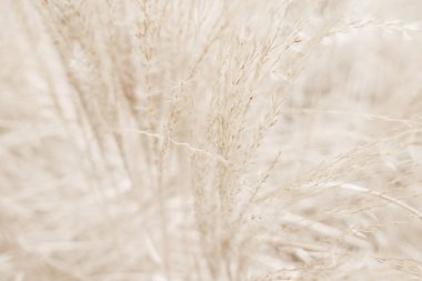 Rustik sonbahar alan