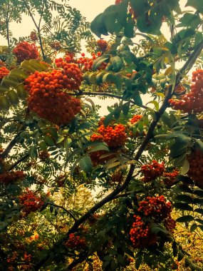 Sonbaharda yapraklar ve ağaçlar, doğa arka plan