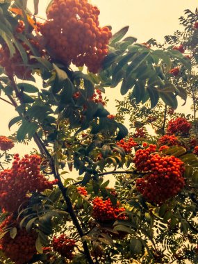 Sonbaharda yapraklar ve ağaçlar, doğa arka plan