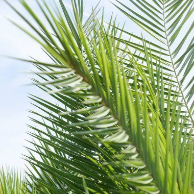 Palmiye yaprakları yaz