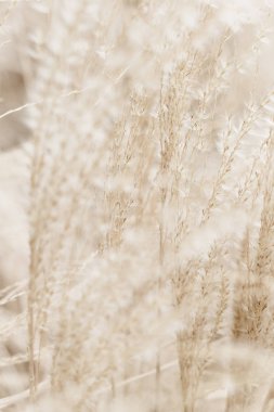 Rustik sonbahar alan