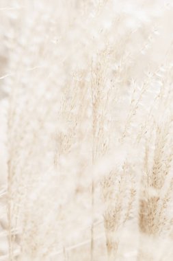 Rustik sonbahar alan