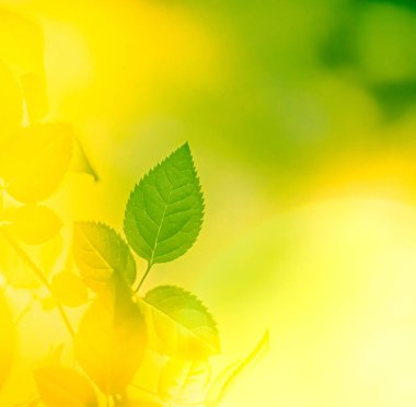 Yeşil enerji gelecek mi