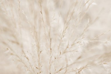 Rustik sonbahar alan