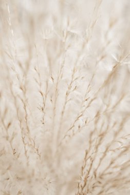 Rustik sonbahar alan