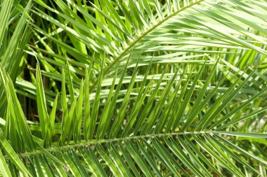 Palmiye yaprakları yaz