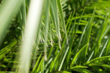 Palmiye yaprakları yaz