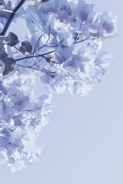 Blue floral composition — Stock Photo, Image