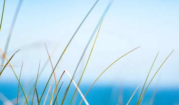 Rustic spring field — Stock Photo, Image