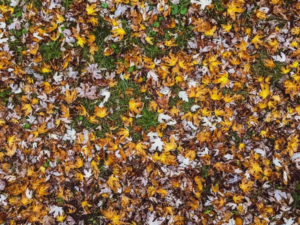 Jesienne liście i drzewa, charakter tła — Zdjęcie stockowe