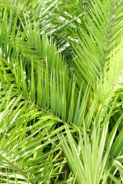 Palmiye yaprakları yaz