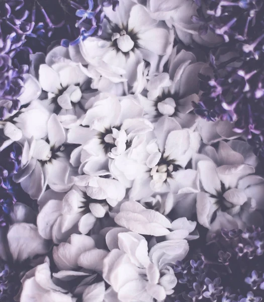 Εκλεκτής ποιότητας floral φόντο — Φωτογραφία Αρχείου