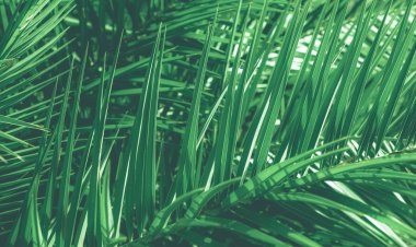 Tropikal palmiye yaprakları, çiçek arka plan