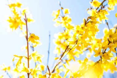 Güzel sarı çiçekler ve arka plan olarak mavi gökyüzü