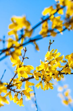 Güzel sarı çiçekler ve arka plan olarak mavi gökyüzü